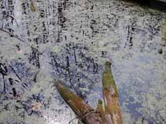 Black Pond, Black Pond Nature Area, 10 April 2010